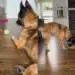 Puppy’s Tough-Guy Act Ends Fast When Big Dog Gets Up