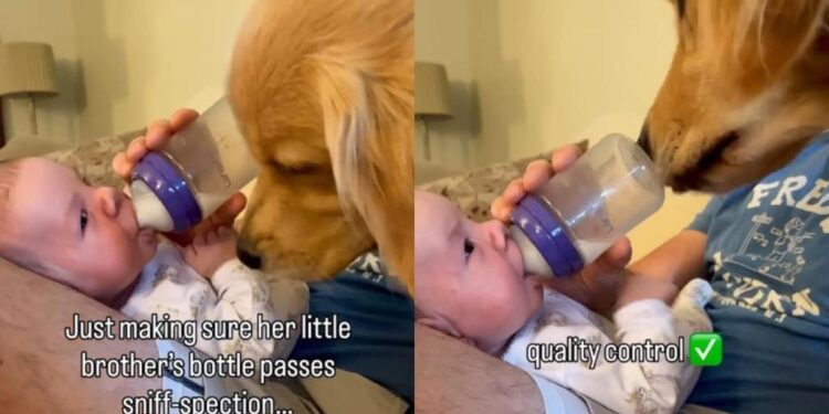 Golden Retriever Makes Sure Tiny Human’s Milk Bottle Passes the Quality Check