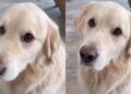 Golden Retriever Becomes Mom’s Work Assistant With the Easiest Job Description Ever