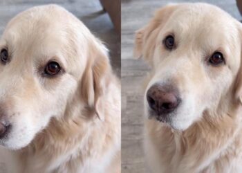 Golden Retriever Becomes Mom’s Work Assistant With the Easiest Job Description Ever