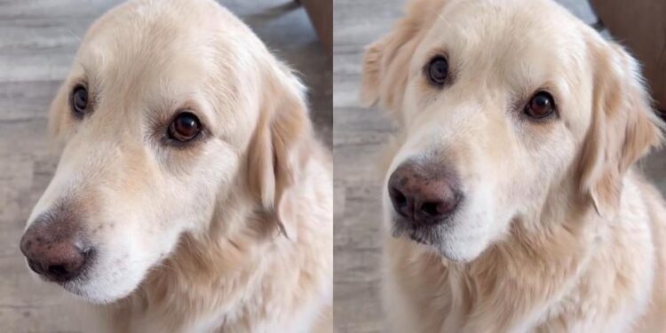 Golden Retriever Becomes Mom’s Work Assistant With the Easiest Job Description Ever