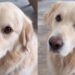 Golden Retriever Becomes Mom’s Work Assistant With the Easiest Job Description Ever