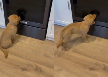 Golden Retriever Puppy Meets Her Reflection & Can’t Believe It