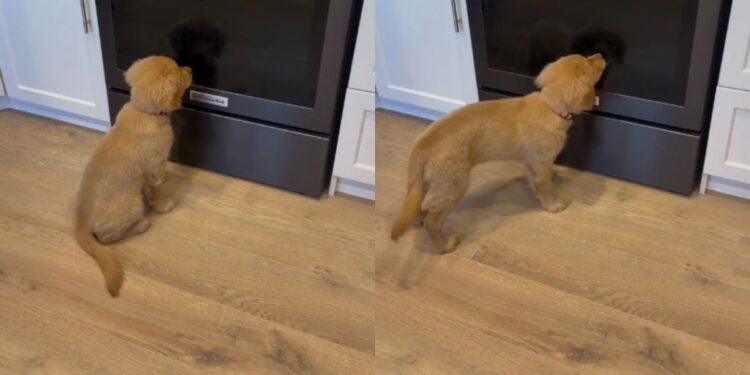 Golden Retriever Puppy Meets Her Reflection & Can’t Believe It