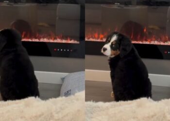 Puppy Learns To Operate the Fireplace & Immediately Makes It His Thing