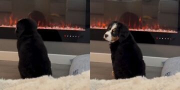 Puppy Learns To Operate the Fireplace & Immediately Makes It His Thing
