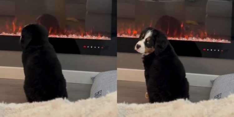 Puppy Learns To Operate the Fireplace & Immediately Makes It His Thing