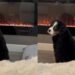 Puppy Learns To Operate the Fireplace & Immediately Makes It His Thing