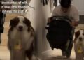 Dog Takes Baby Sister’s Milk Upstairs Because Dad Could Use an Extra Pair of Paws