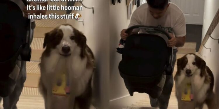 Dog Takes Baby Sister’s Milk Upstairs Because Dad Could Use an Extra Pair of Paws