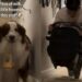 Dog Takes Baby Sister’s Milk Upstairs Because Dad Could Use an Extra Pair of Paws