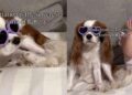Dog Matches Tiny Human in Heart-Shaped Glasses & It’s Hard To Tell Who Copied Whom