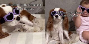 Dog Matches Tiny Human in Heart-Shaped Glasses & It’s Hard To Tell Who Copied Whom