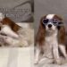 Dog Matches Tiny Human in Heart-Shaped Glasses & It’s Hard To Tell Who Copied Whom