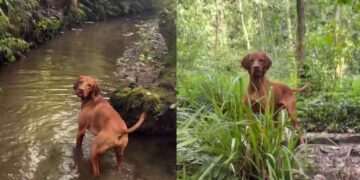 Dog Brings Backup To Find His Ball, but the Mystery Remains Unsolved