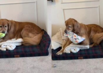 Rescue Golden Retriever Opens Birthday Gifts With the Kind of Joy That Makes Everything Sweeter