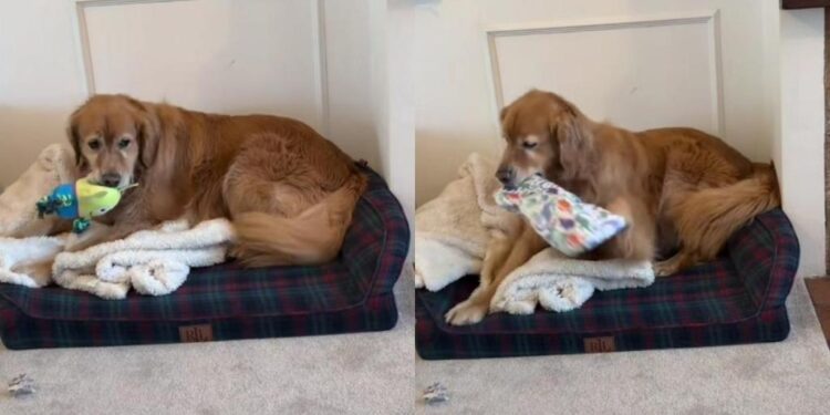 Rescue Golden Retriever Opens Birthday Gifts With the Kind of Joy That Makes Everything Sweeter