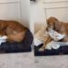 Rescue Golden Retriever Opens Birthday Gifts With the Kind of Joy That Makes Everything Sweeter