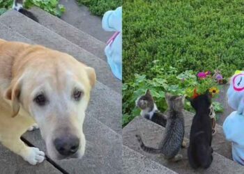 Dog Thinks He’s Getting a Bouquet From a Tiny Human, Then Comes the Twist