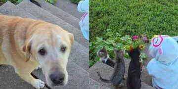 Dog Thinks He’s Getting a Bouquet From a Tiny Human, Then Comes the Twist
