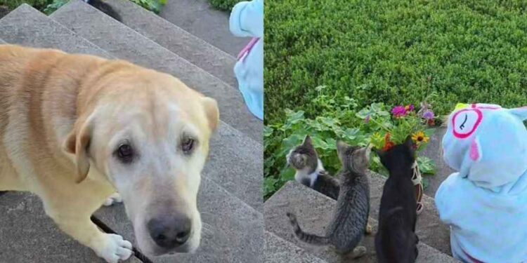 Dog Thinks He’s Getting a Bouquet From a Tiny Human, Then Comes the Twist