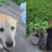 Dog Thinks He’s Getting a Bouquet From a Tiny Human, Then Comes the Twist