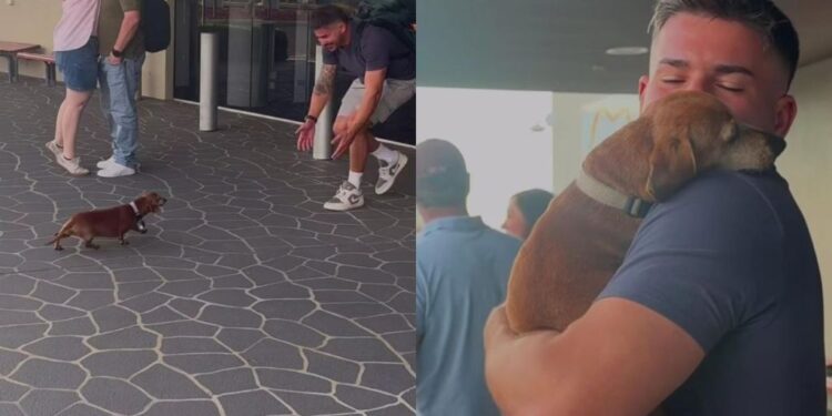 Dog Covers Dad’s Face in Kisses After Almost a Year Apart — She’s Making up for Lost Time