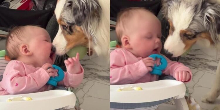 Dog Has Big Plans for Fetch With Tiny Human, Who Has Absolutely No Idea What’s Expected