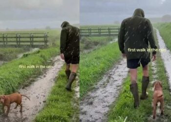 Labrador Puppy Faces His First Rainy Walk Like a True Little Trooper