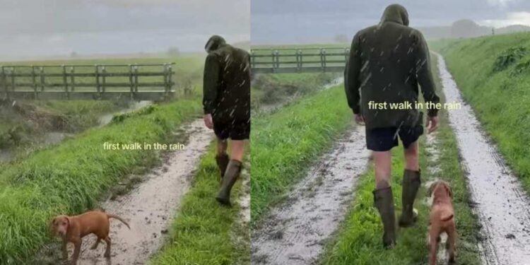 Labrador Puppy Faces His First Rainy Walk Like a True Little Trooper
