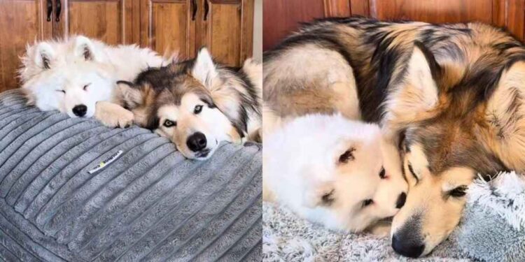 Older Dog Gets No Peace From His Puppy Sister, Then Slowly Discovers She’s Pretty Good Company
