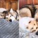 Older Dog Gets No Peace From His Puppy Sister, Then Slowly Discovers She’s Pretty Good Company