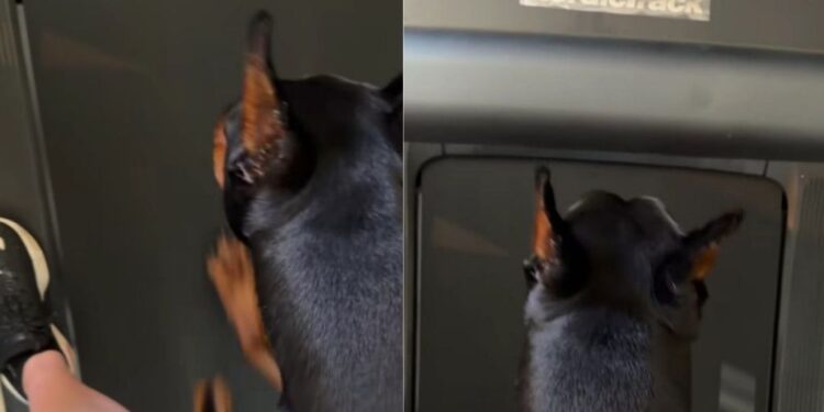 Dog Sees Mom Leave the Treadmill & Decides It’s His Turn