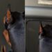 Dog Sees Mom Leave the Treadmill & Decides It’s His Turn