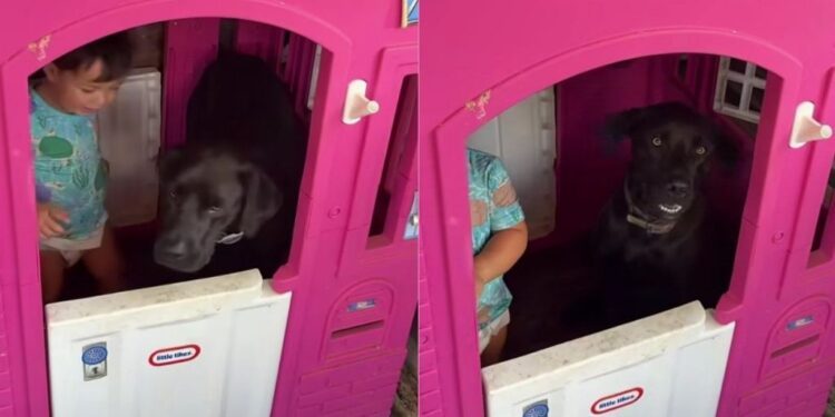 Neighbor’s Dog Does Whatever the Kids Say, So Now He’s Playing House