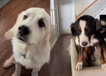 Dogs Have Very Different Ideas About Welcoming Mom Home