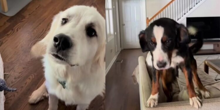 Dogs Have Very Different Ideas About Welcoming Mom Home