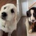 Dogs Have Very Different Ideas About Welcoming Mom Home