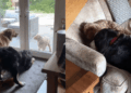 Dog Returns From Holiday, but Unpacking Can Wait When Her Furry Friends Are Next Door