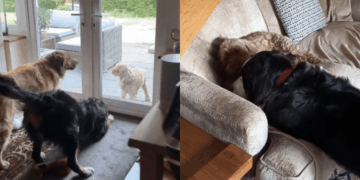 Dog Returns From Holiday, but Unpacking Can Wait When Her Furry Friends Are Next Door