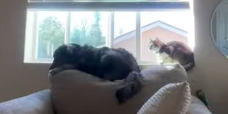 Dog Thinks He’s a Cat & Has Already Started Taking Notes From His Feline Roommate