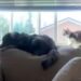 Dog Thinks He’s a Cat & Has Already Started Taking Notes From His Feline Roommate