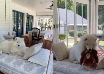 Dog Discovers the Swing Is His Happy Place, but Makes One Adorable Upgrade