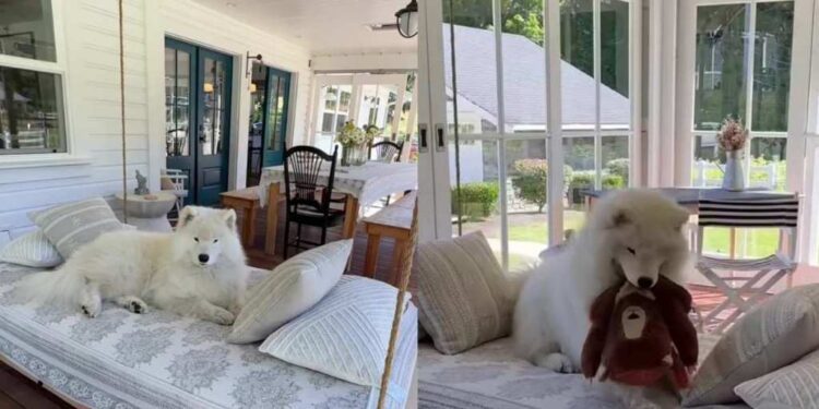 Dog Discovers the Swing Is His Happy Place, but Makes One Adorable Upgrade