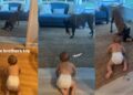 Dog Steals His Tiny Human’s Toy — Being Best Friends Seems to Come With Borrowing Rights