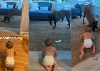 Dog Steals His Tiny Human’s Toy — Being Best Friends Seems to Come With Borrowing Rights