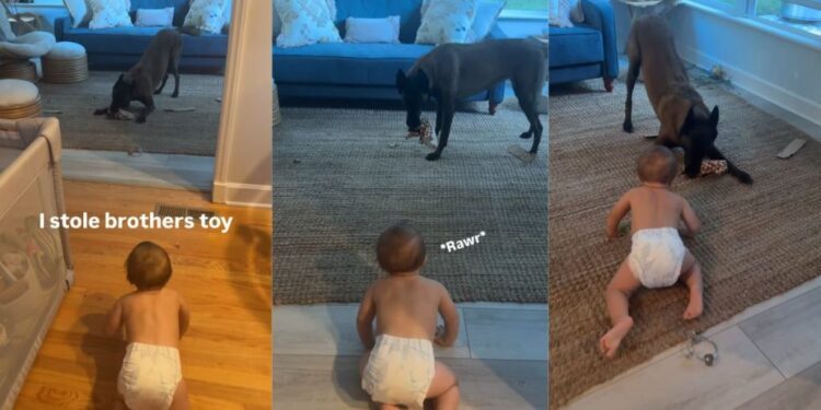 Dog Steals His Tiny Human’s Toy — Being Best Friends Seems to Come With Borrowing Rights