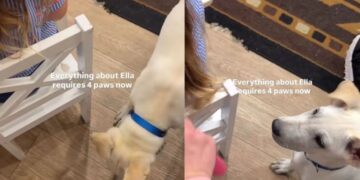 Dog’s Idea of Personal Space Doesn’t Apply to His Favorite Little Girl