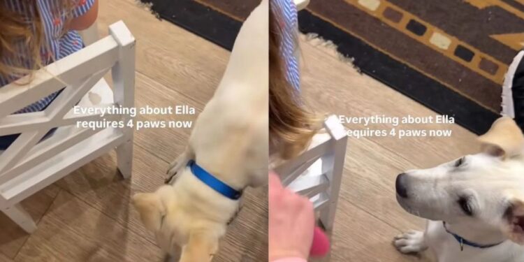Dog’s Idea of Personal Space Doesn’t Apply to His Favorite Little Girl