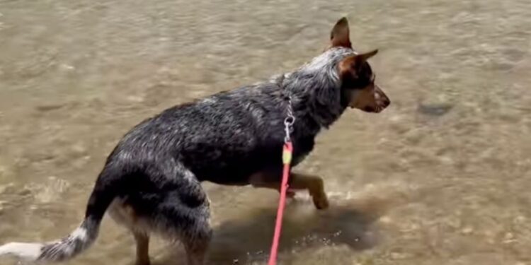 Dog Tugs His Human Away From a Wet Log — Someone Is Taking This Rescue Very Seriously